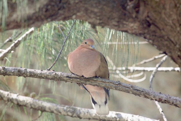 Vue à bas angle d'un oiseau perché sur une branche