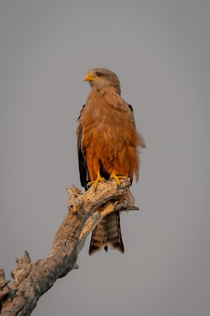 Vue en bas angle d'un oiseau perché sur une branche