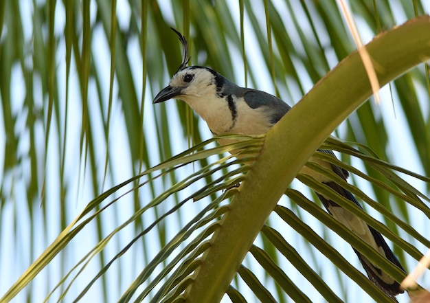 Photo vue à bas angle d'un oiseau perché sur une branche