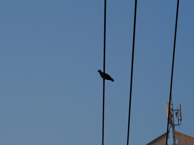 Vue à bas angle d'un oiseau perché sur un câble