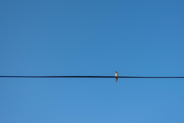 Vue à bas angle d'un oiseau perché sur un câble