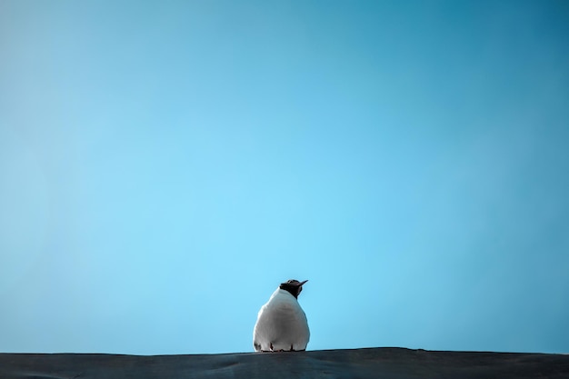 Vue à bas angle d'un oiseau perché sur un mur de soutènement