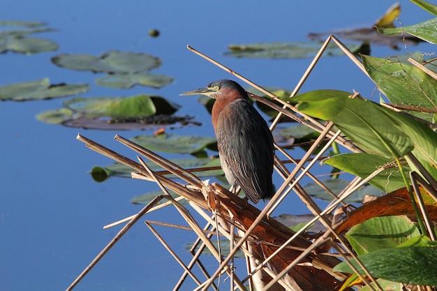 Photo vue à bas angle d'un oiseau perché sur une plante