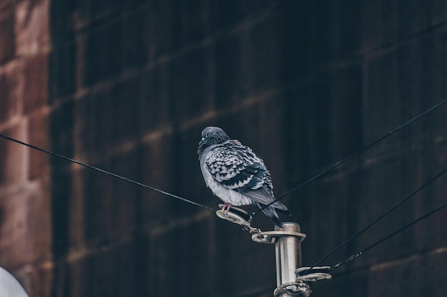Photo vue à bas angle d'un oiseau perché sur un poteau contre un bâtiment