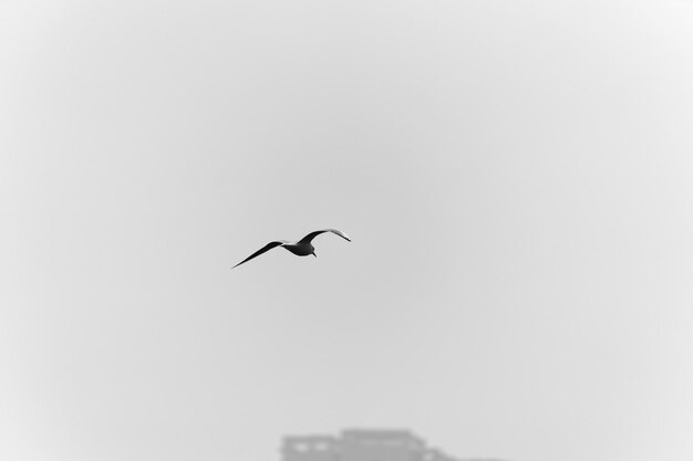 Photo vue à bas angle d'un oiseau volant dans le ciel