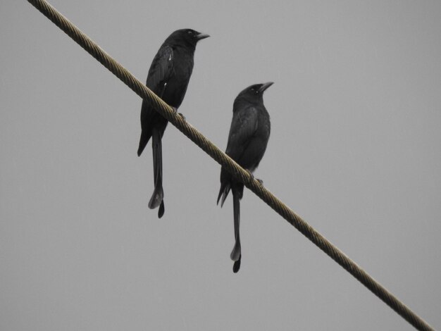 Vue à bas angle des oiseaux perchés sur une ligne électrique