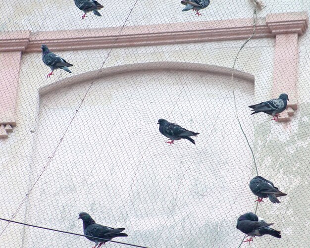 Photo vue en bas angle des oiseaux perchés sur le mur