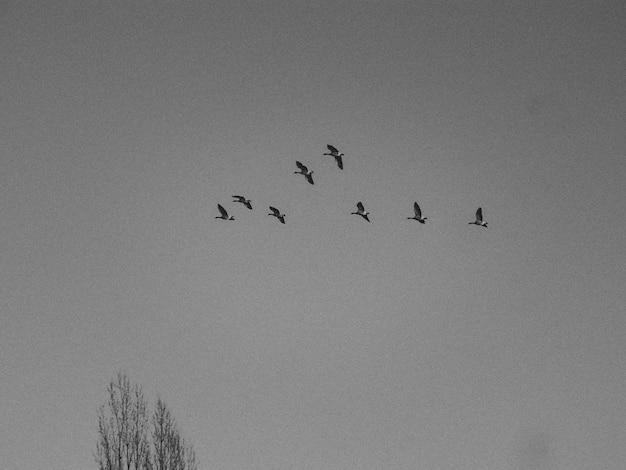 Photo vue à bas angle des oiseaux volant contre un ciel dégagé