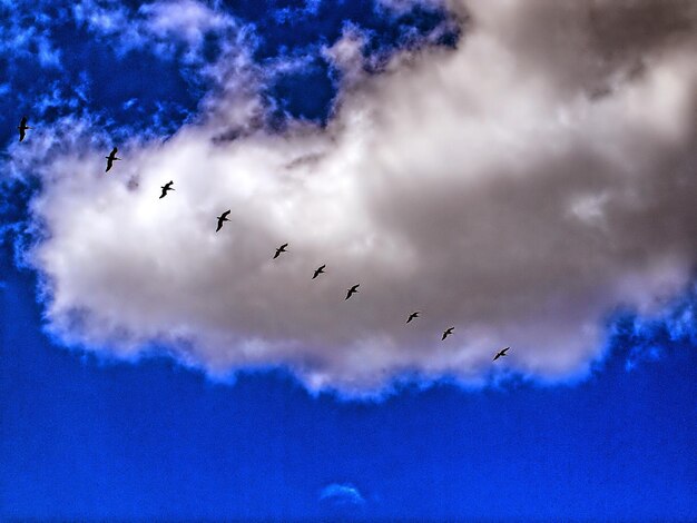 Photo vue à bas angle des oiseaux volant contre un ciel nuageux