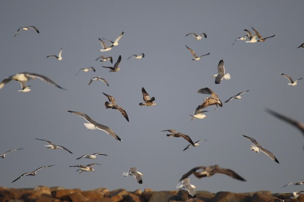 Photo vue à bas angle des oiseaux volant contre le ciel