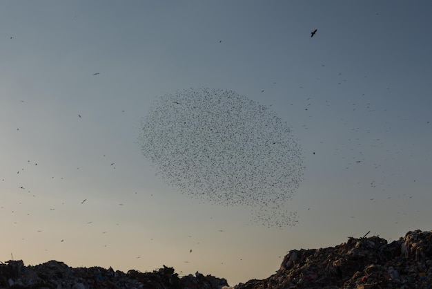 Photo vue à bas angle des oiseaux volant dans le ciel