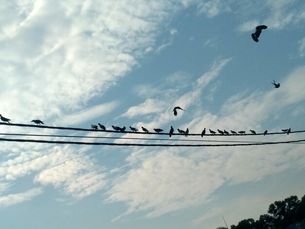 Vue à bas angle des oiseaux volant dans le ciel