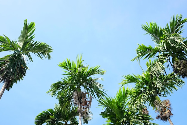 Photo vue à bas angle des palmiers contre le ciel bleu