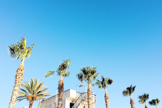 Vue à bas angle des palmiers contre le ciel bleu