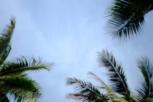 Vue à bas angle des palmiers contre le ciel