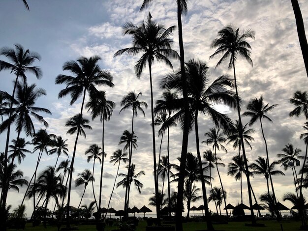 Photo vue à bas angle des palmiers contre le ciel