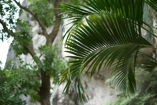 Vue à bas angle des palmiers