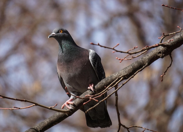 Vue à bas angle d'un pigeon perché sur une branche