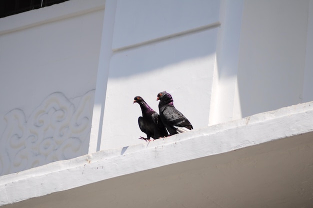 Vue à bas angle des pigeons perchés