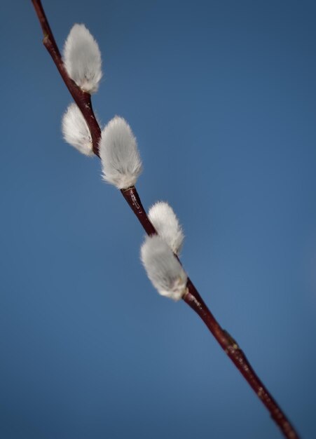 Photo vue à bas angle d'une plante blanche sur un ciel bleu clair