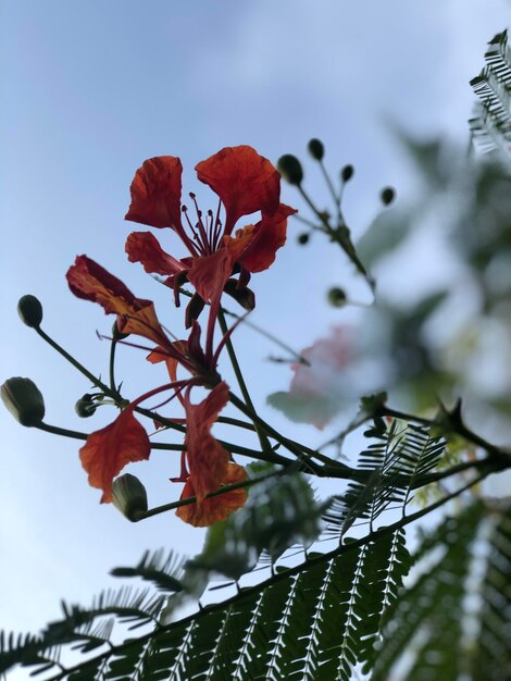 Photo vue à bas angle d'une plante à fleurs contre le ciel