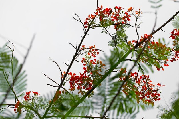 Photo vue à bas angle d'une plante à fleurs contre le ciel