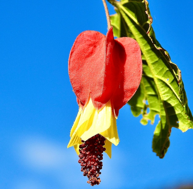 Photo vue à bas angle d'une plante à fleurs rouges contre le ciel bleu