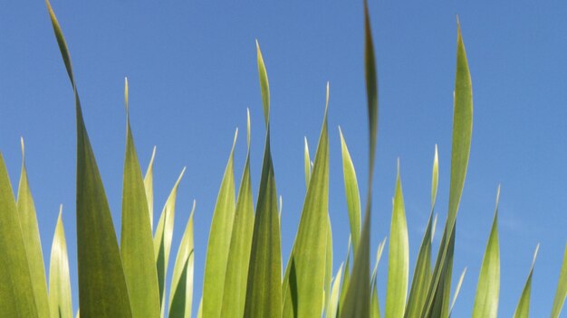 Photo vue à bas angle des plantes d'aloèvre contre un ciel bleu clair