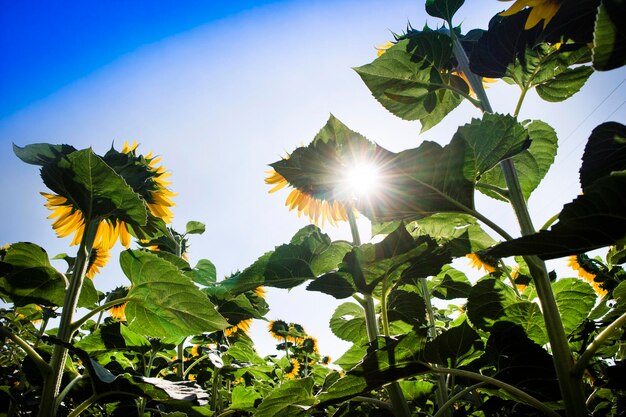 Photo vue à bas angle des plantes contre un ciel dégagé