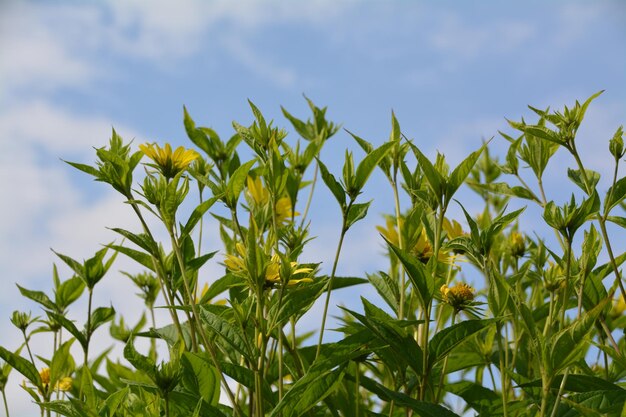 Photo vue à bas angle des plantes contre le ciel