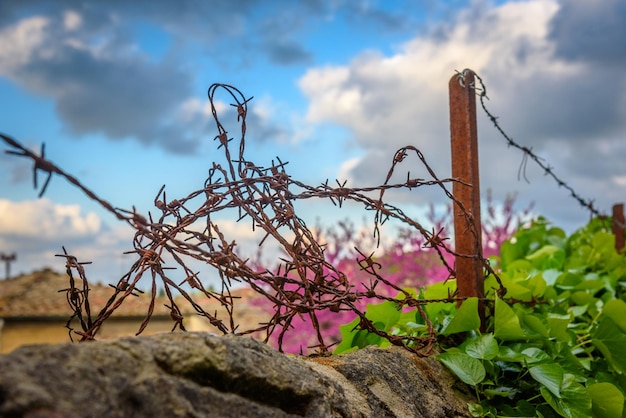 Photo vue à bas angle des plantes contre le ciel