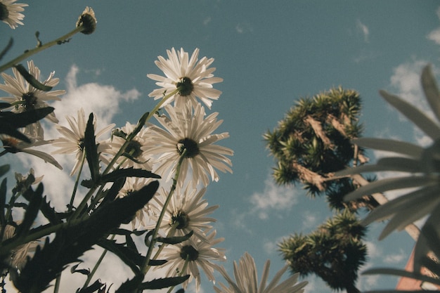 Photo vue à bas angle des plantes à fleurs contre le ciel