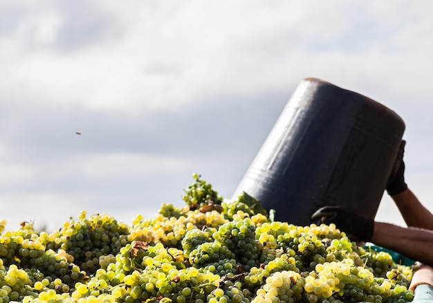 Photo vue à bas angle de plantes fraîches contre le ciel