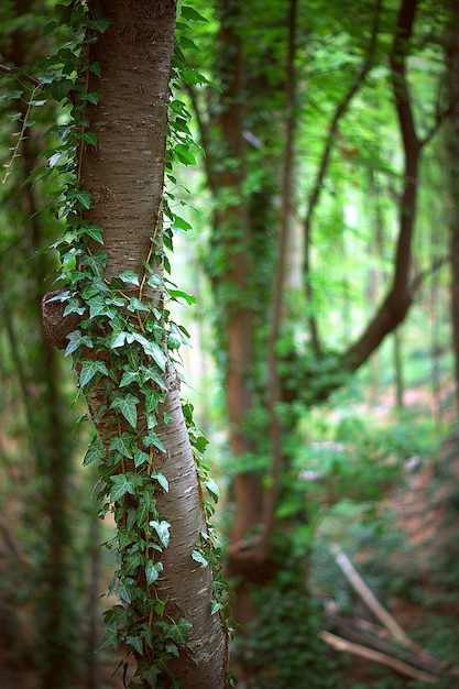 Vue à bas angle des plantes qui poussent dans la forêt