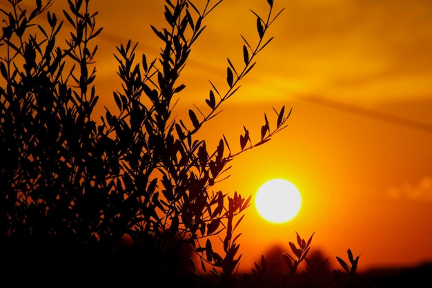 Photo vue à bas angle des plantes en silhouette contre le ciel romantique au coucher du soleil