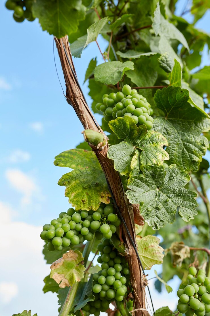 Photo vue en bas angle des raisins sur la plante