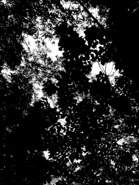 Vue en bas angle de la silhouette de l'arbre contre le ciel