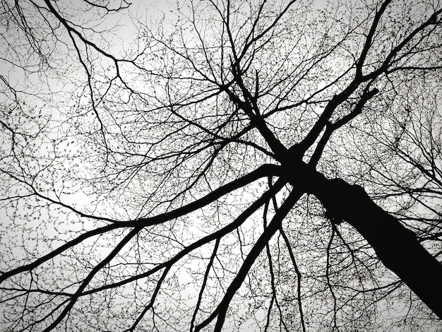 Photo vue en bas angle de la silhouette d'un arbre nu contre le ciel