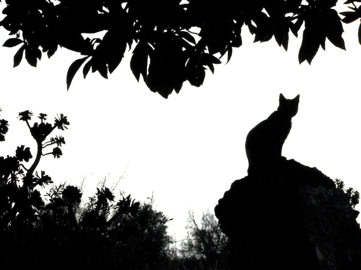 Photo vue à bas angle de la silhouette assise sur l'arbre contre le ciel