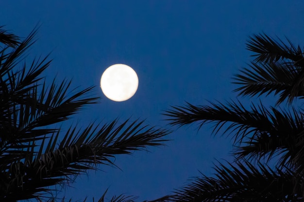 Photo vue à bas angle de la silhouette d'un palmier contre le ciel la nuit