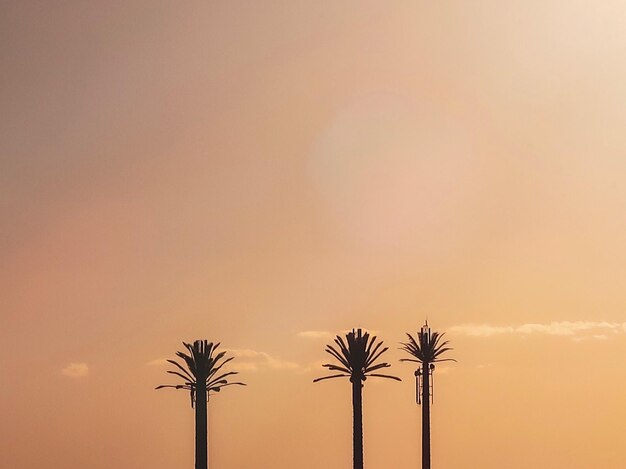 Vue à bas angle de la silhouette des palmiers contre le ciel au coucher du soleil