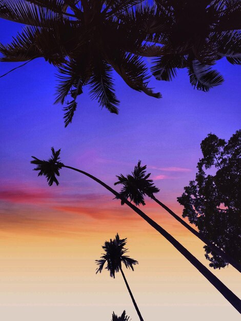 Photo vue à bas angle de la silhouette des palmiers contre le ciel au coucher du soleil