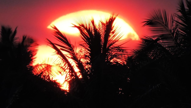 Photo vue à bas angle de la silhouette des palmiers contre le ciel au coucher du soleil