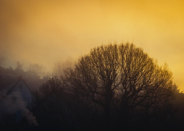 Photo vue à bas angle des silhouettes d'arbres contre le ciel au coucher du soleil