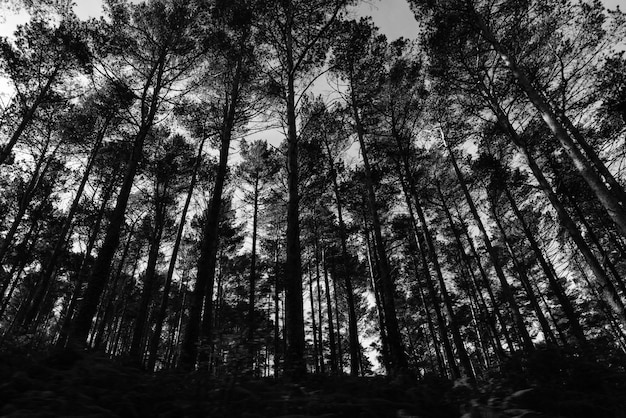 Vue à bas angle des silhouettes d'arbres