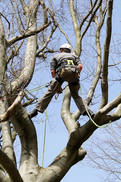 Vue à bas angle d'un travailleur manuel sur un arbre
