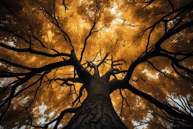 Vue de bas d'un arbre couvert de feuilles jaunes et vertes à stargard