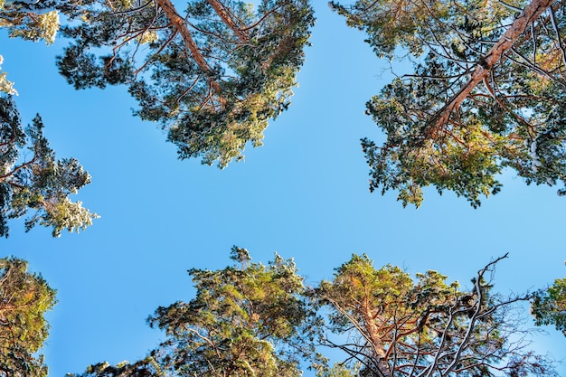 Une vue d'en bas des couronnes de pins et de sapins recouverts de neige en hiver contre le ciel bleu