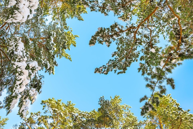 Une vue d'en bas des couronnes de pins et de sapins recouverts de neige en hiver contre le ciel bleu