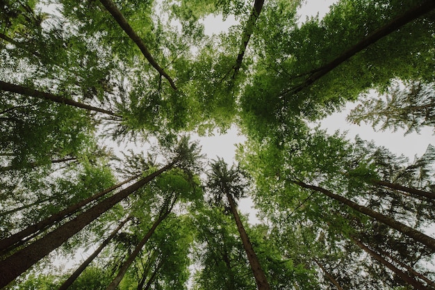 Vue de bas d'un groupe d'arbres